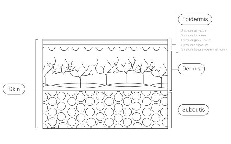 What You Need to Know About the Layers of Your Skin